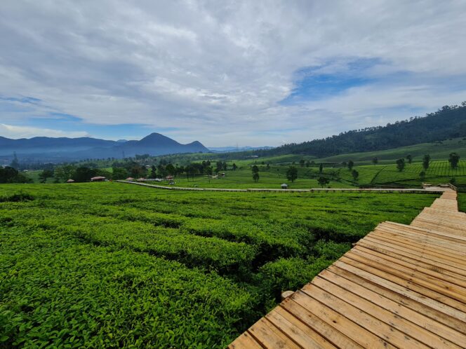 
 Pesona Padaawas, Tempat Piknik Dan Berkemah Di Tengah Sejuknya Perkebunan Teh