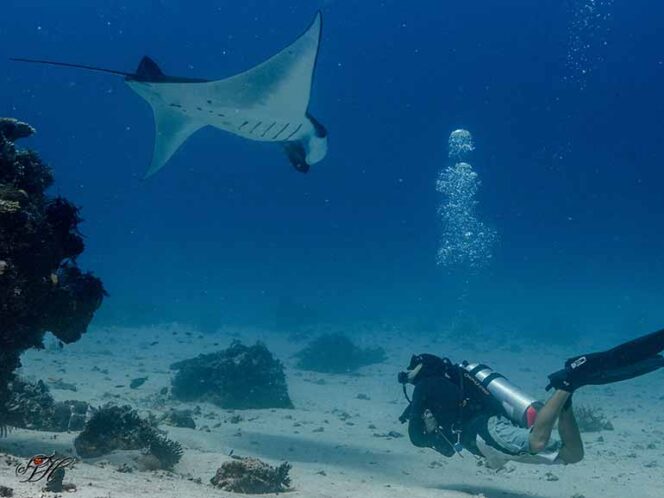 
 7 Destinasi Diving Terbaik: Menjelajah Kekayaan Bawah Laut Indonesia